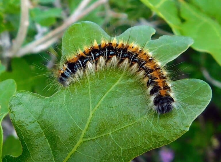 sonoran tent caterpillar imported from inaturalist photo 45884448 on 4 august 2024 sonoran tent caterpillar imported from inaturalist photo 45884448 on 4 august 2024 Tent Caterpillar