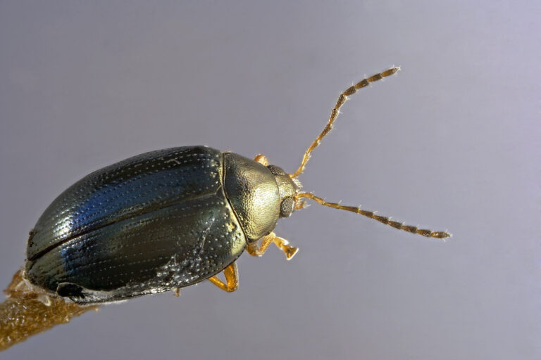 file:cabbage stem flea beetle (37130910672).jpg