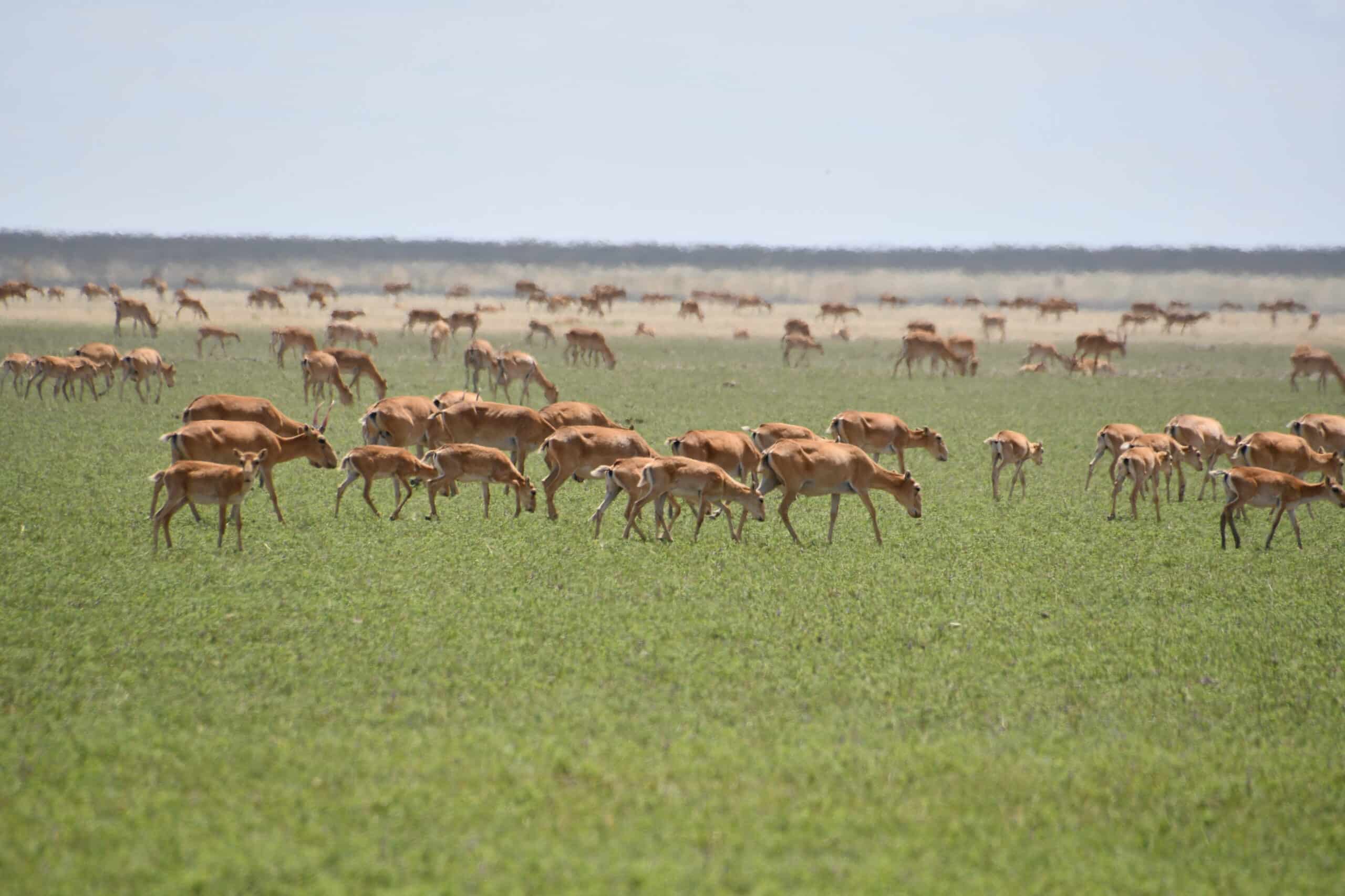 saiga antelope 5 saiga antelope 5
