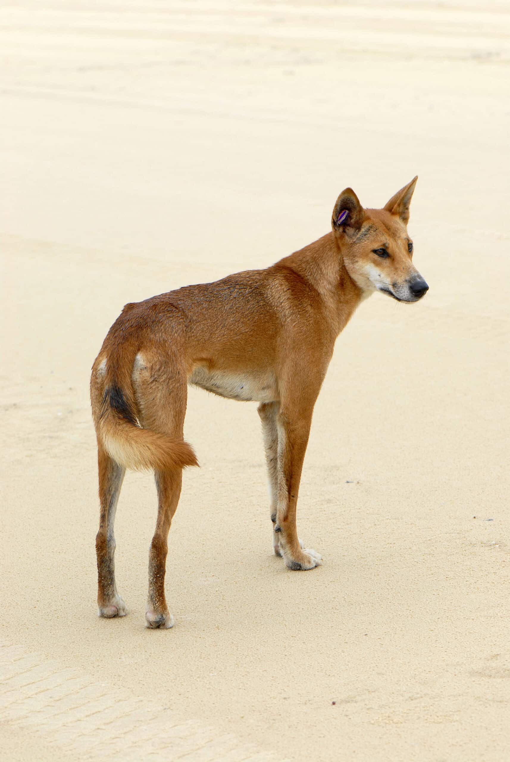 canis lupus dingo canis lupus dingo