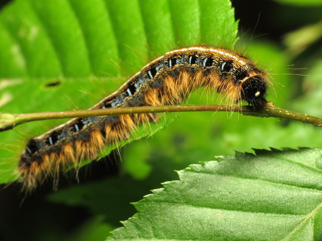 eastern tent caterpillar eastern tent caterpillar