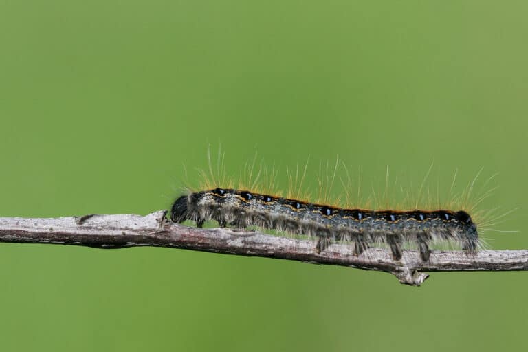 eastern tent caterpillar (malacosoma americanum) eastern tent caterpillar (malacosoma americanum)