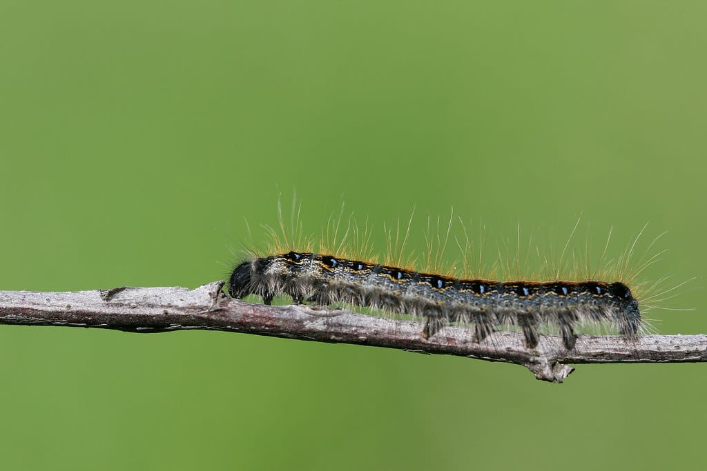 eastern tent caterpillar (malacosoma americanum) eastern tent caterpillar (malacosoma americanum)