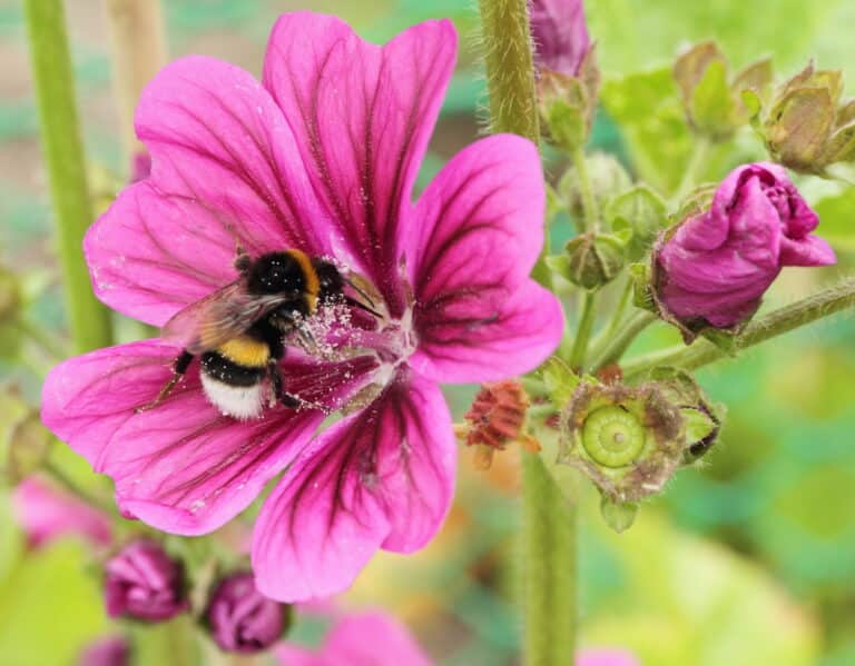 malva sylvestris img 4228 Forest Cuckoo Bumblebee