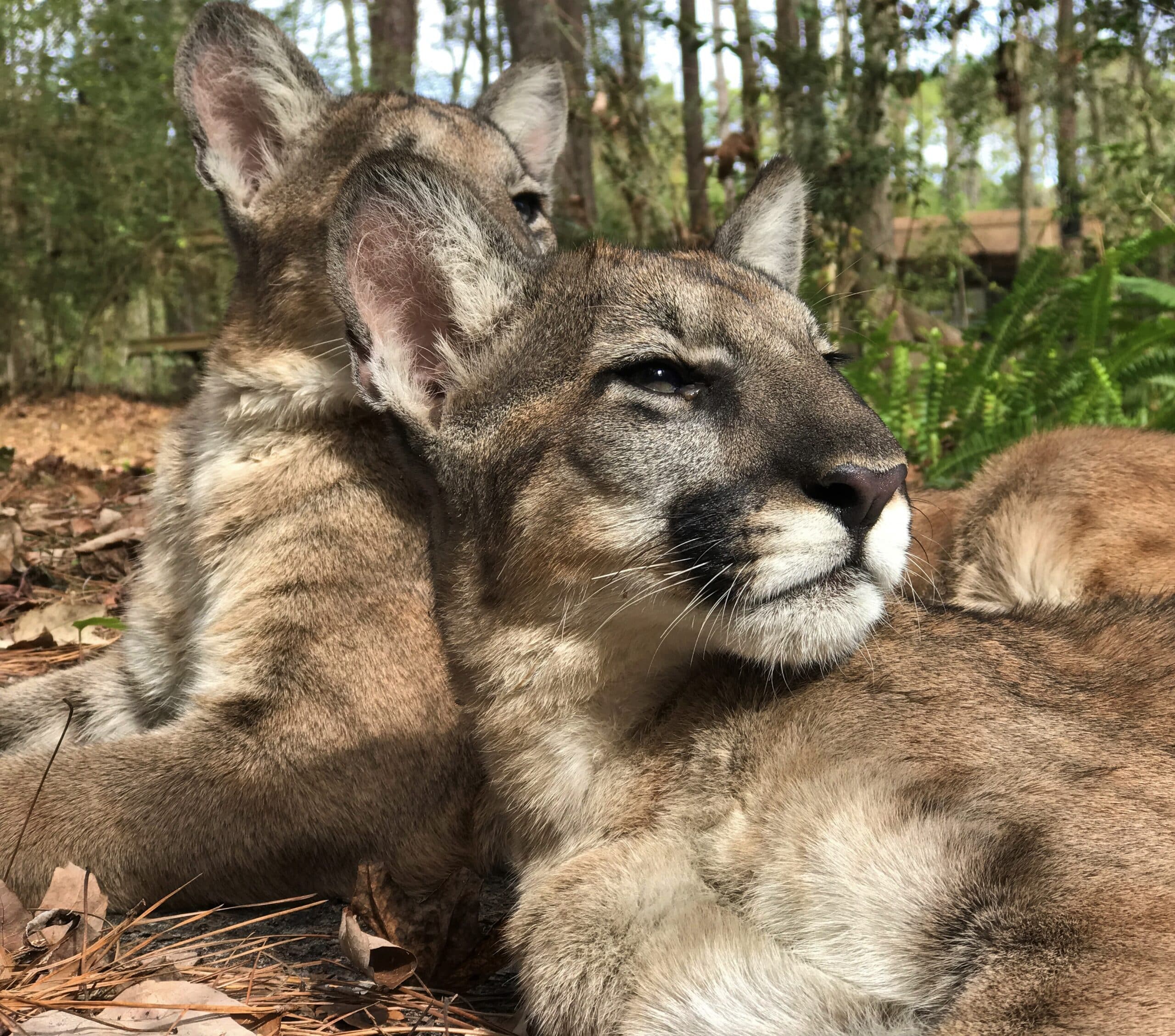 florida panther kittens florida panther kittens Florida Panther