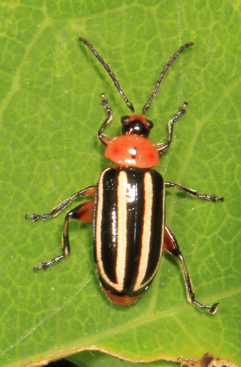 pigweed flea beetle disonycha glabrata, jackson abbott wetlands, ft. belvoir, virginia (25916878308)