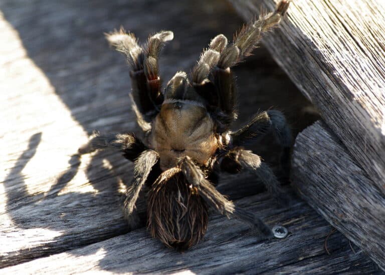 texas brown tarantula texas brown tarantula