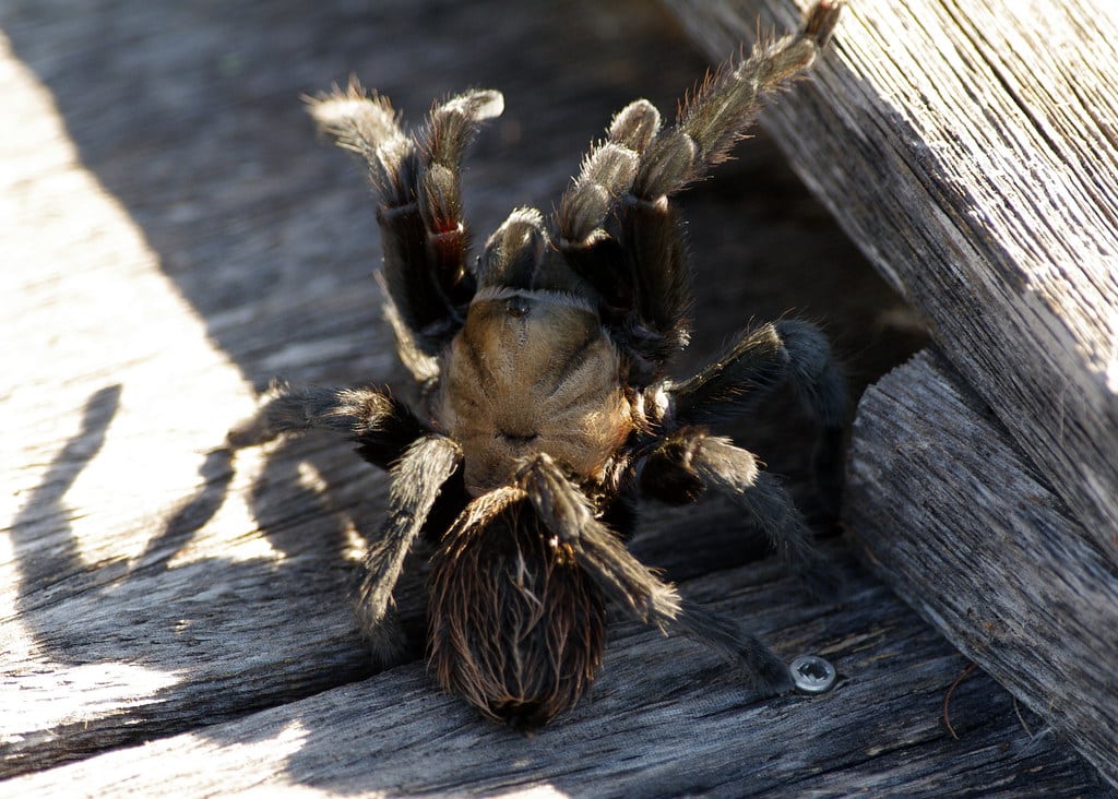 texas brown tarantula texas brown tarantula