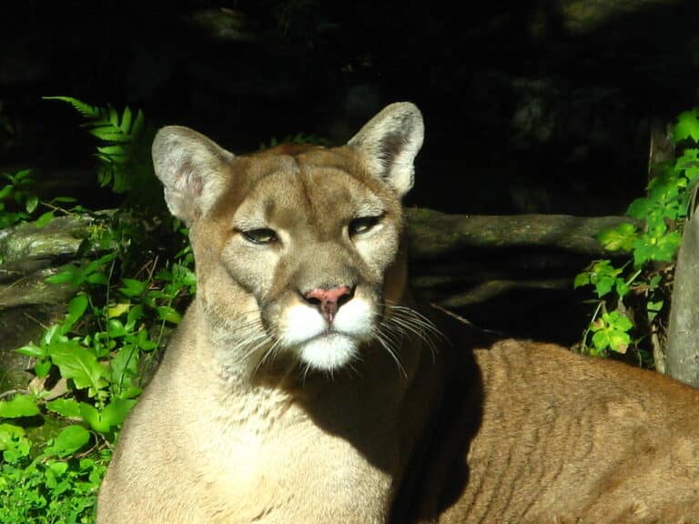 florida panther at flamingo gardens florida panther at flamingo gardens