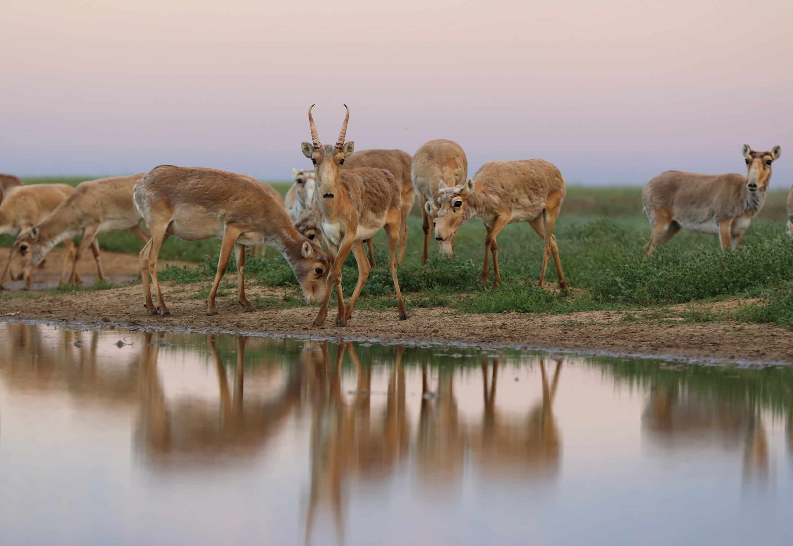 saiga visiting an artesian reservoir at the stepnoi nature sanctuary saiga visiting an artesian reservoir at the stepnoi nature sanctuary