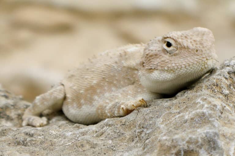 agama sitting on a rock (trapelus pallidus?) (2) agama sitting on a rock (trapelus pallidus?) (2)