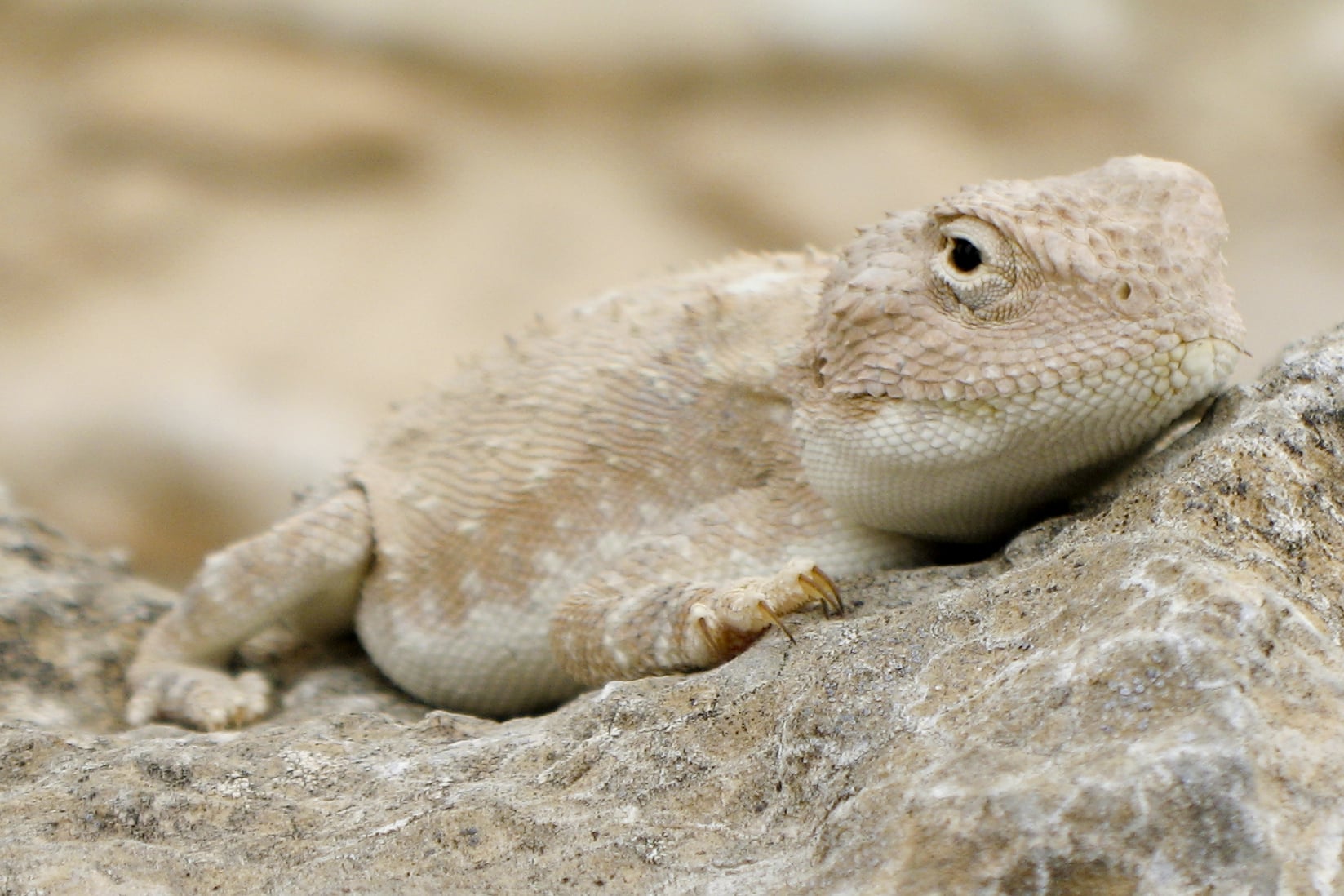 agama sitting on a rock (trapelus pallidus?) (2) agama sitting on a rock (trapelus pallidus?) (2)