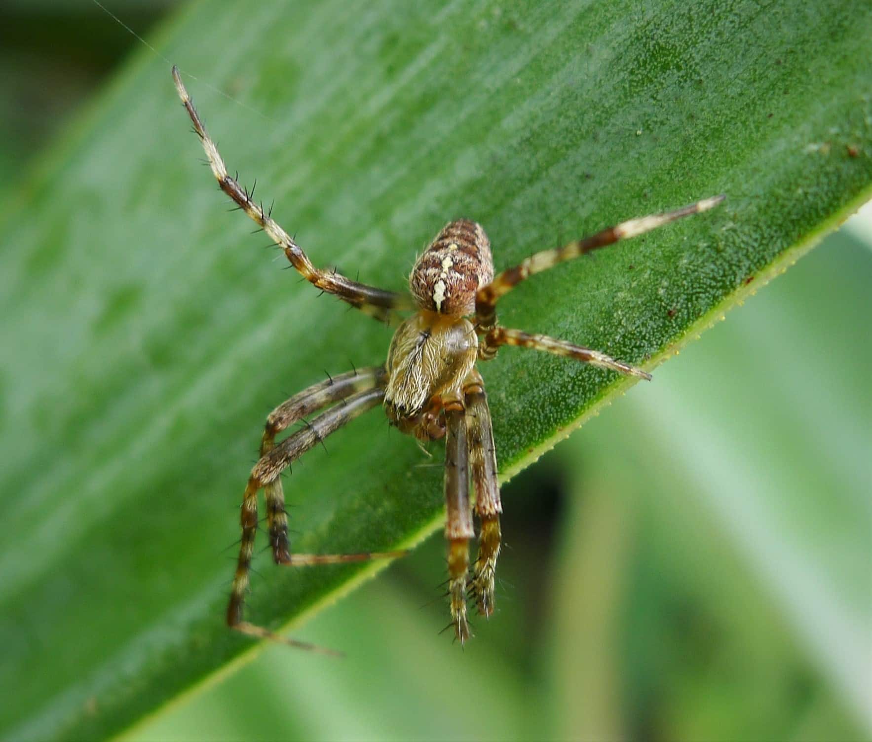 araneus diadematus, male (37101899151)