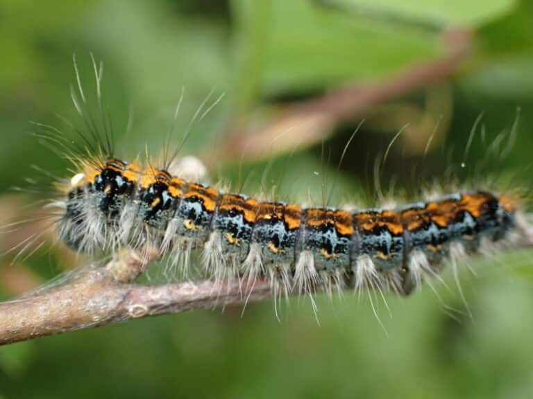 pacific tent caterpillar imported from inaturalist photo 273928130 on 16 march 2024 pacific tent caterpillar imported from inaturalist photo 273928130 on 16 march 2024