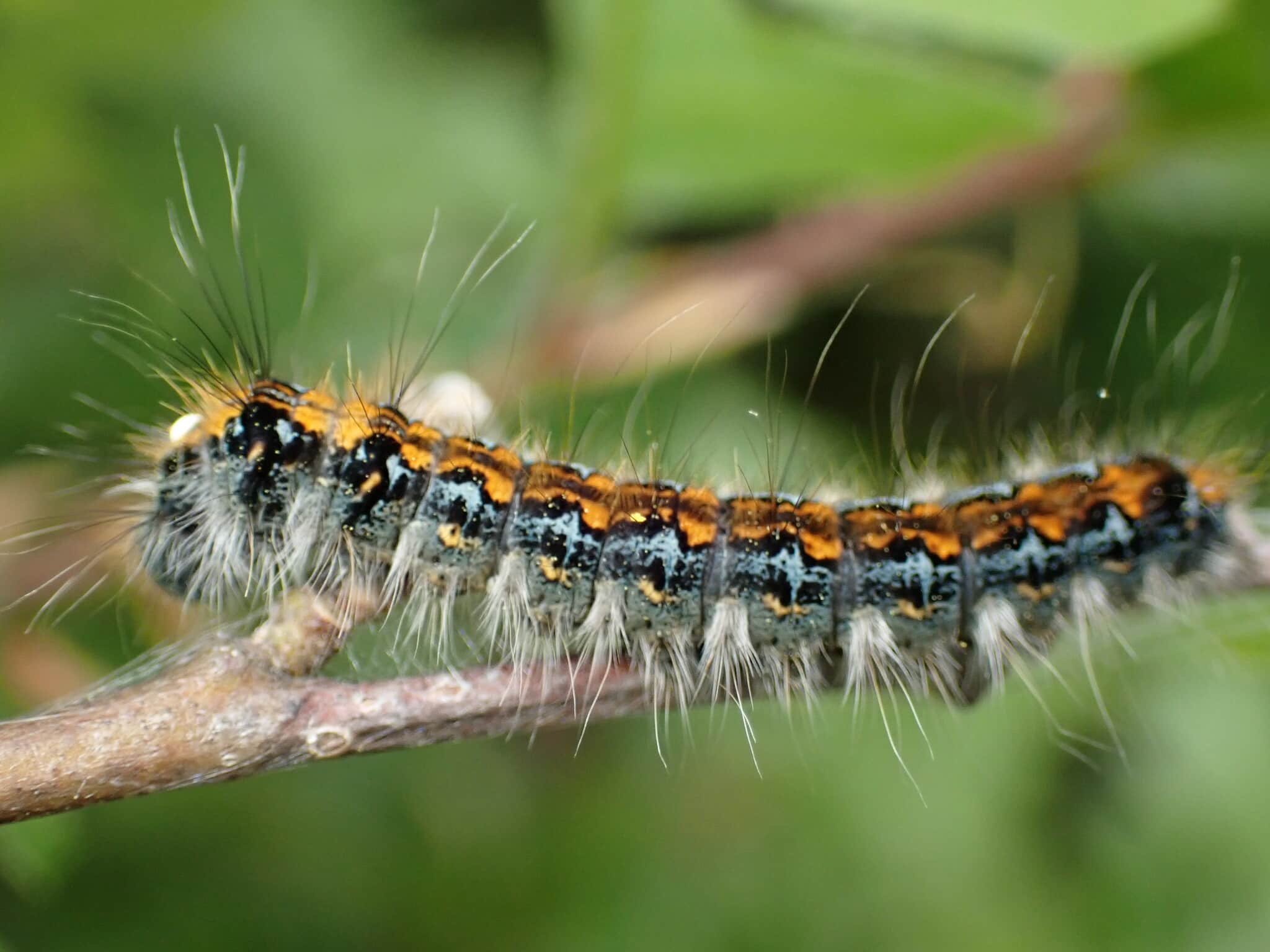 pacific tent caterpillar imported from inaturalist photo 273928130 on 16 march 2024 pacific tent caterpillar imported from inaturalist photo 273928130 on 16 march 2024