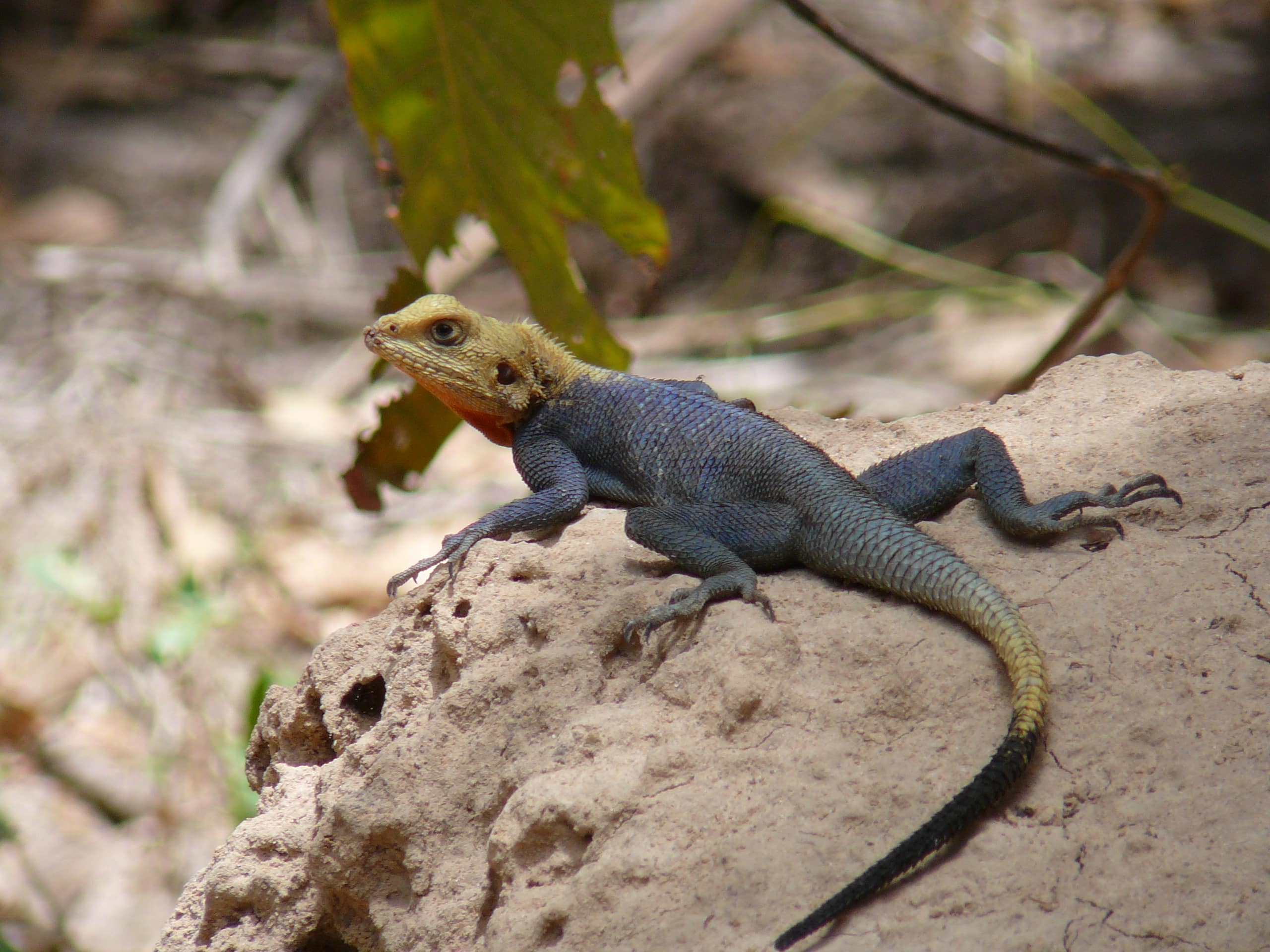 agama agama 0007 agama agama 0007