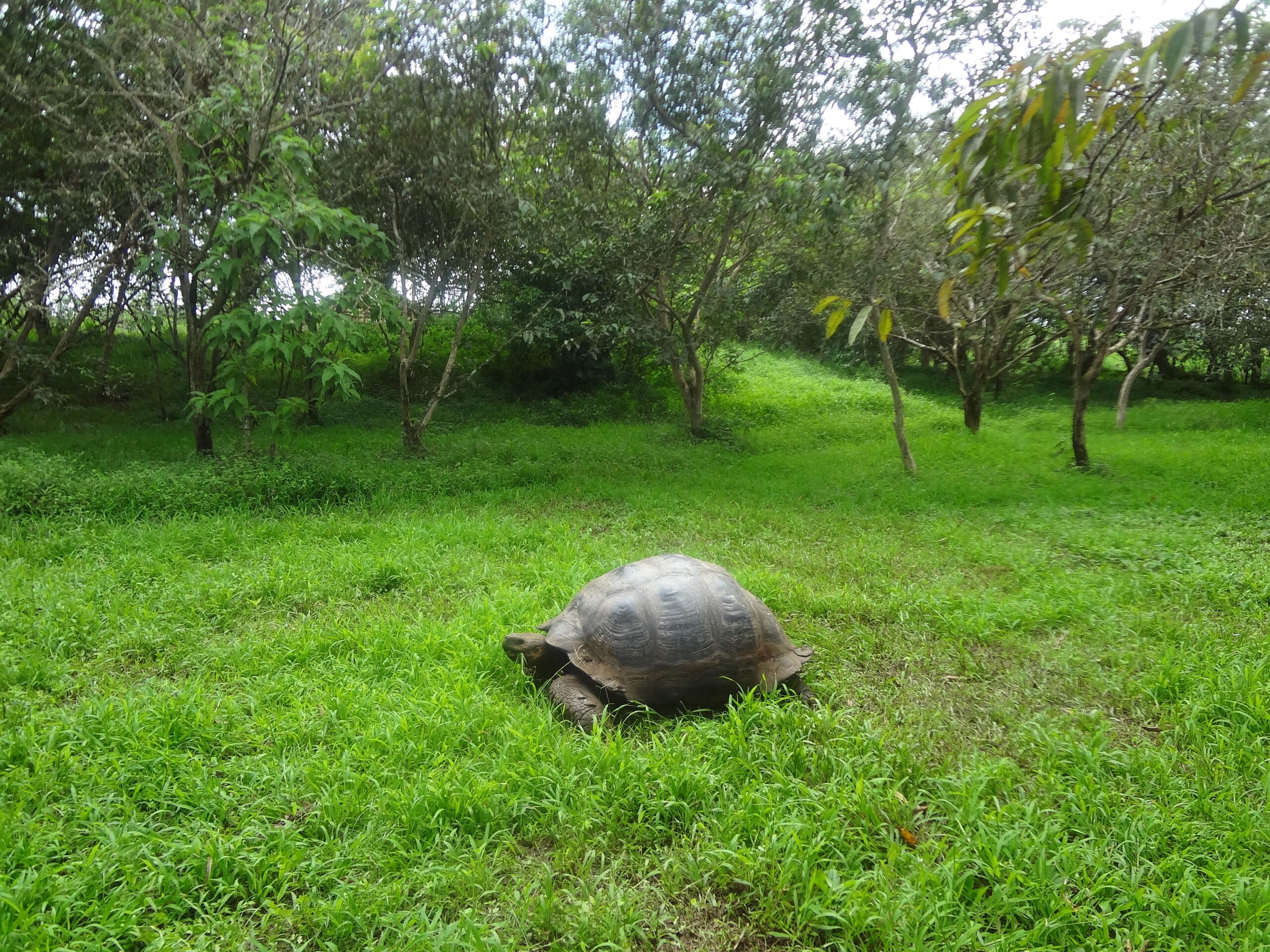 (chelonoidis nigra) el chato reserve, santa cruz galapagos )pic. a (chelonoidis nigra) el chato reserve, santa cruz galapagos )pic. a