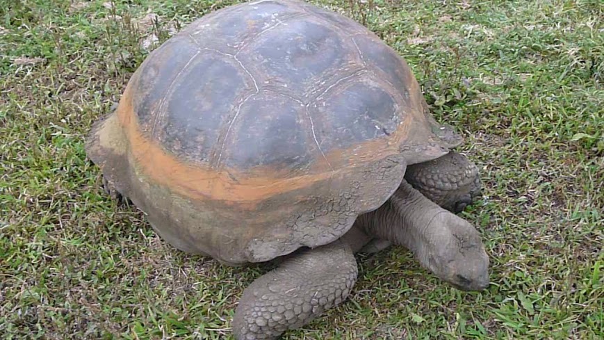 galápagos tortoise chelonoidis nigra on the santa cruz island galapagos galápagos tortoise chelonoidis nigra on the santa cruz island galapagos