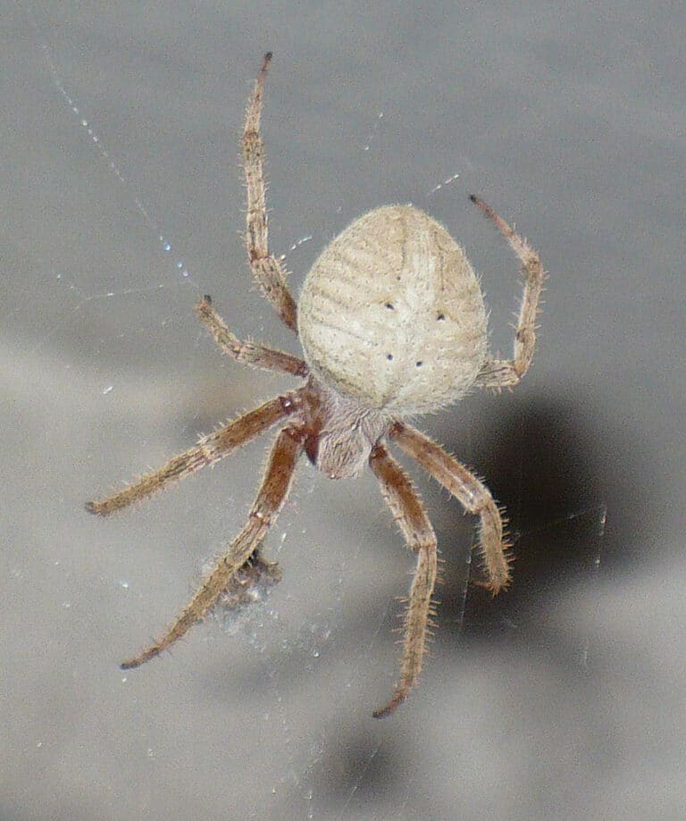 ‘barn spider’ aka araneus cavaticus ‘barn spider’ aka araneus cavaticus