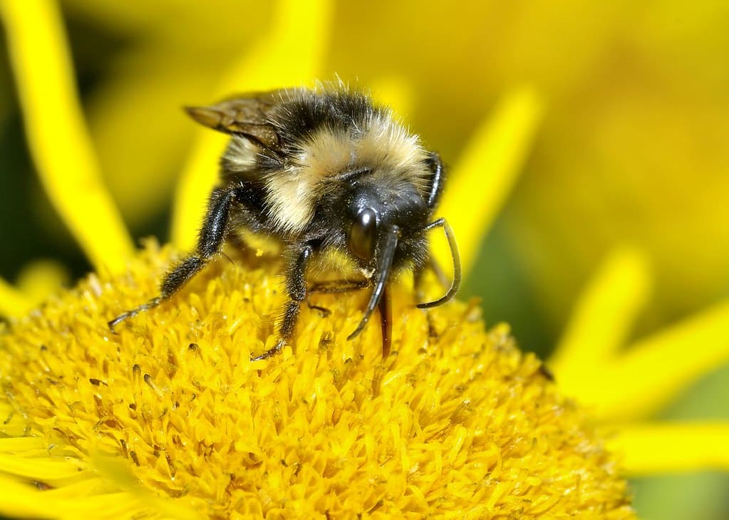 cuckoo bumblebee, bombus barbutellus (kirby) f, km, somerset levels st415 463, vc6, © robin will4