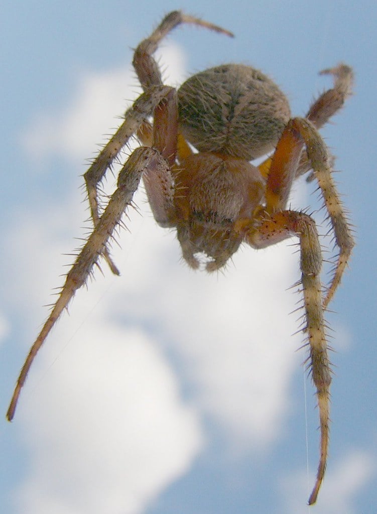 barn spider sky barn spider sky
