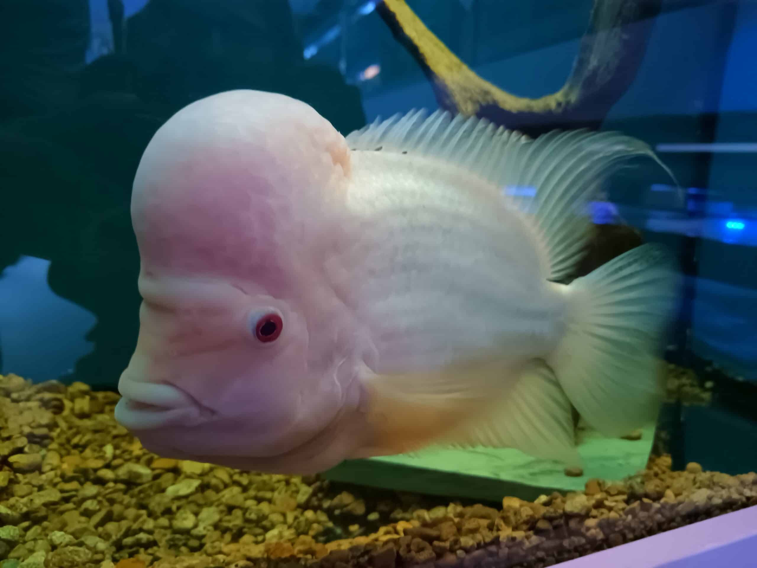 flowerhorn cichlid flowerhorn cichlid