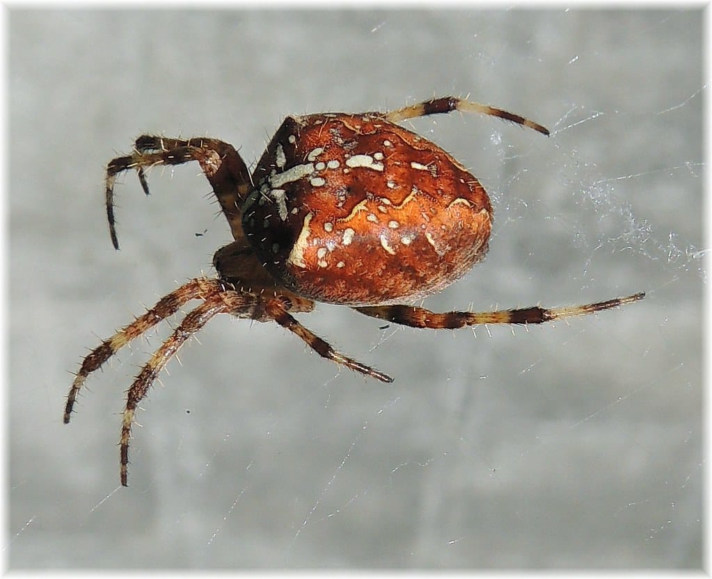 3095 araña de la cruz (araneus diadematus) en oleiros (coruña)