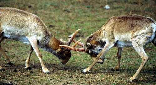 saiga fight 3 saiga fight 3