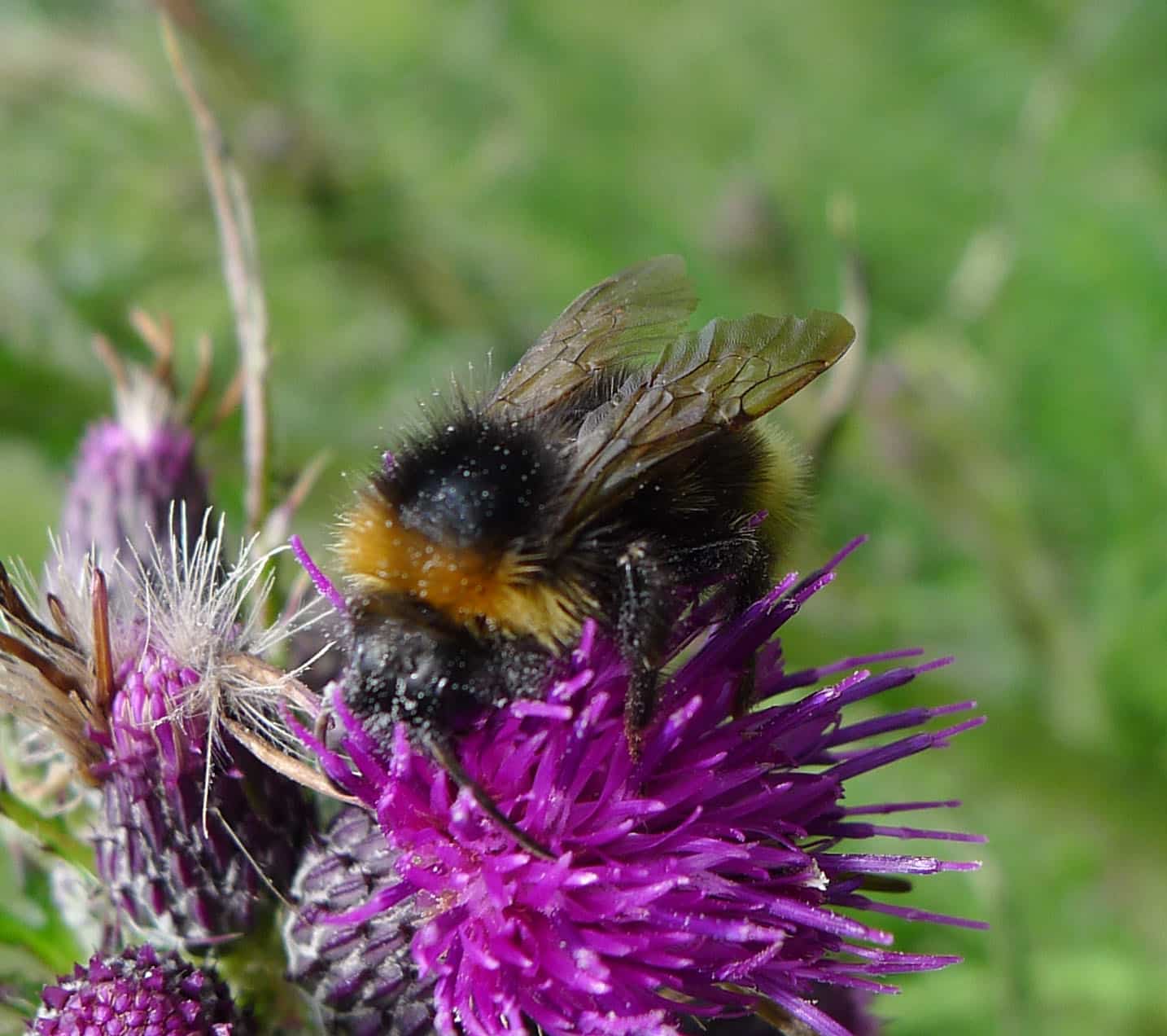 wood cuckoo bee bombus sylvestris flickr gailhampshire (1)