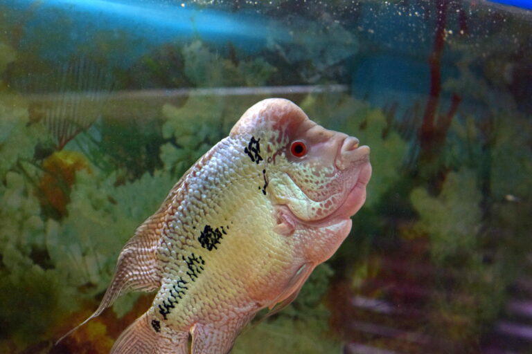 flowerhorn fish 1 flowerhorn fish 1