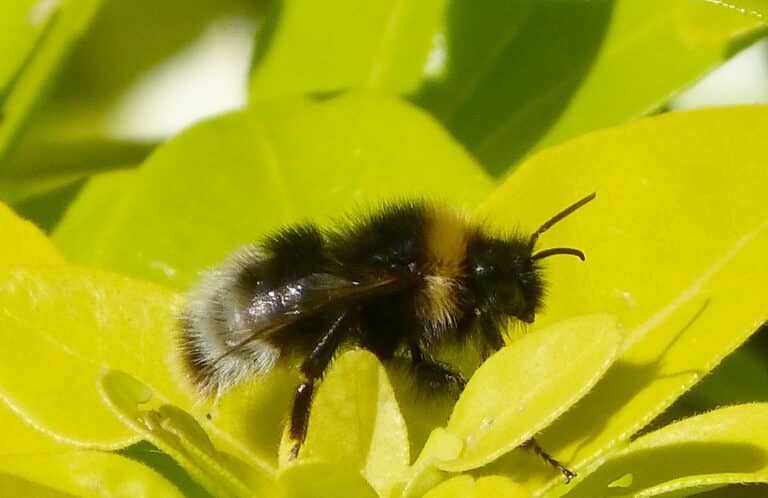 file:male bombus sylvestris. forest cuckoo bee flickr gailhampshire.jpg