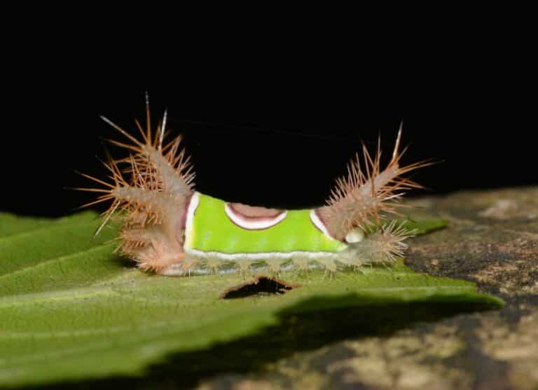 acharia stimulea – saddleback caterpillar (43318542264) acharia stimulea – saddleback caterpillar (43318542264)