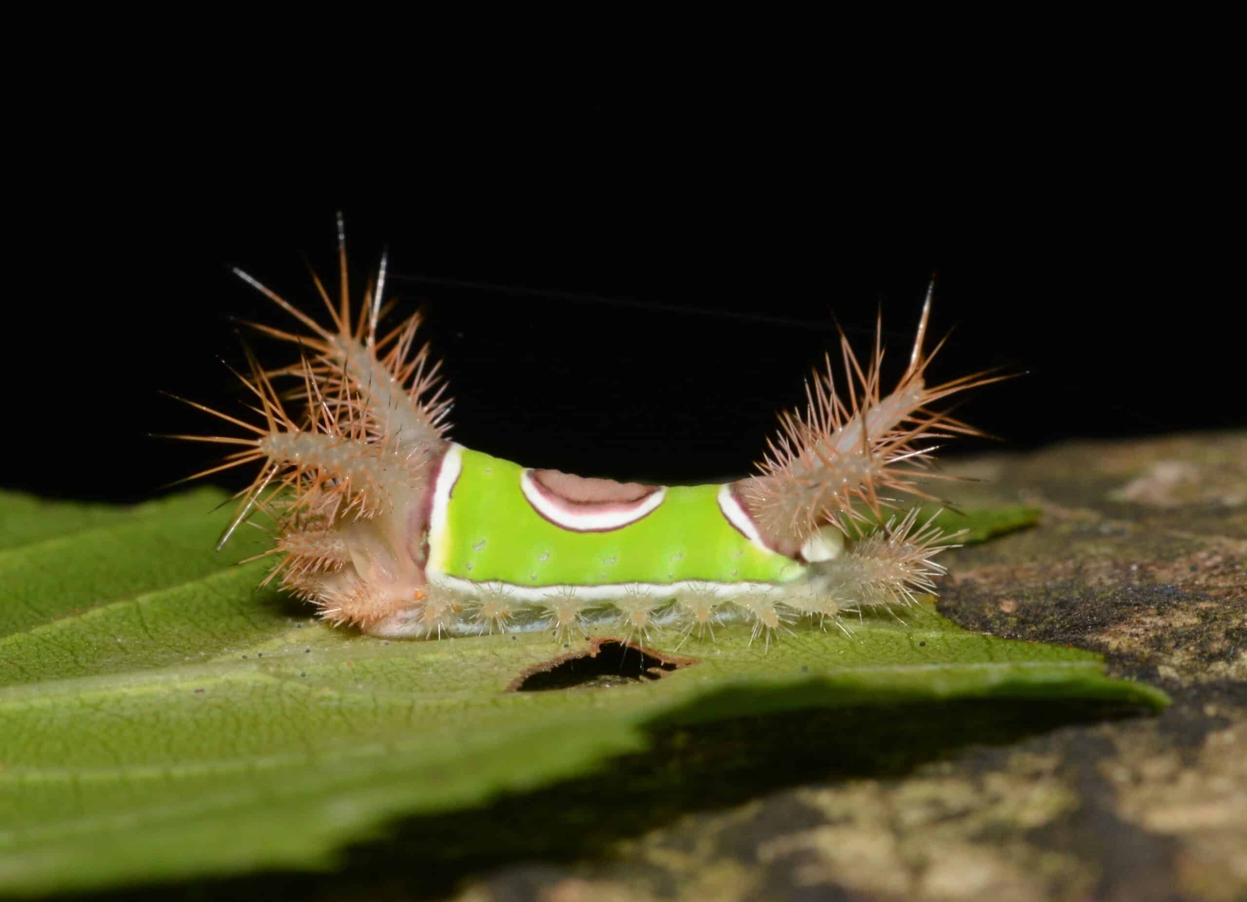acharia stimulea – saddleback caterpillar (43318542264) acharia stimulea – saddleback caterpillar (43318542264)