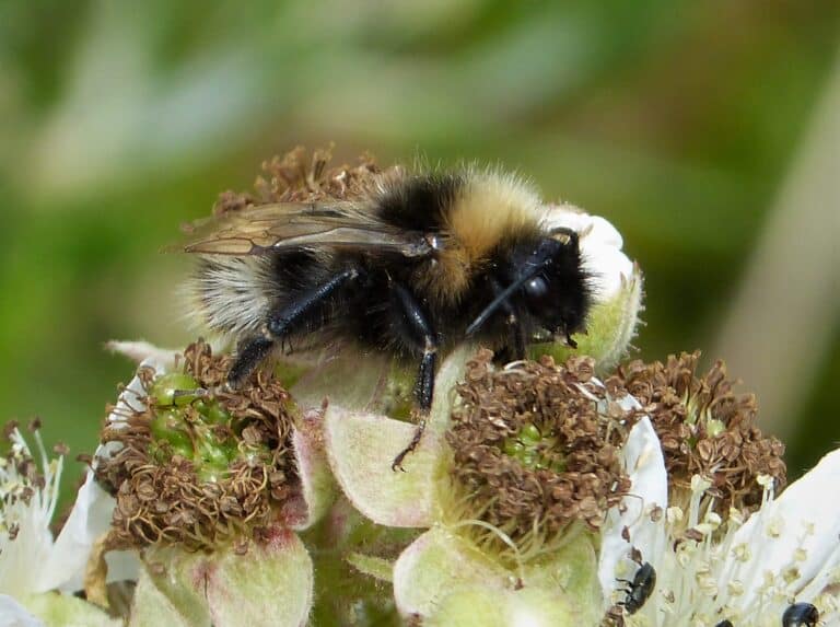 cuckoo bumblebee. bombus sylvestris (35785026840)