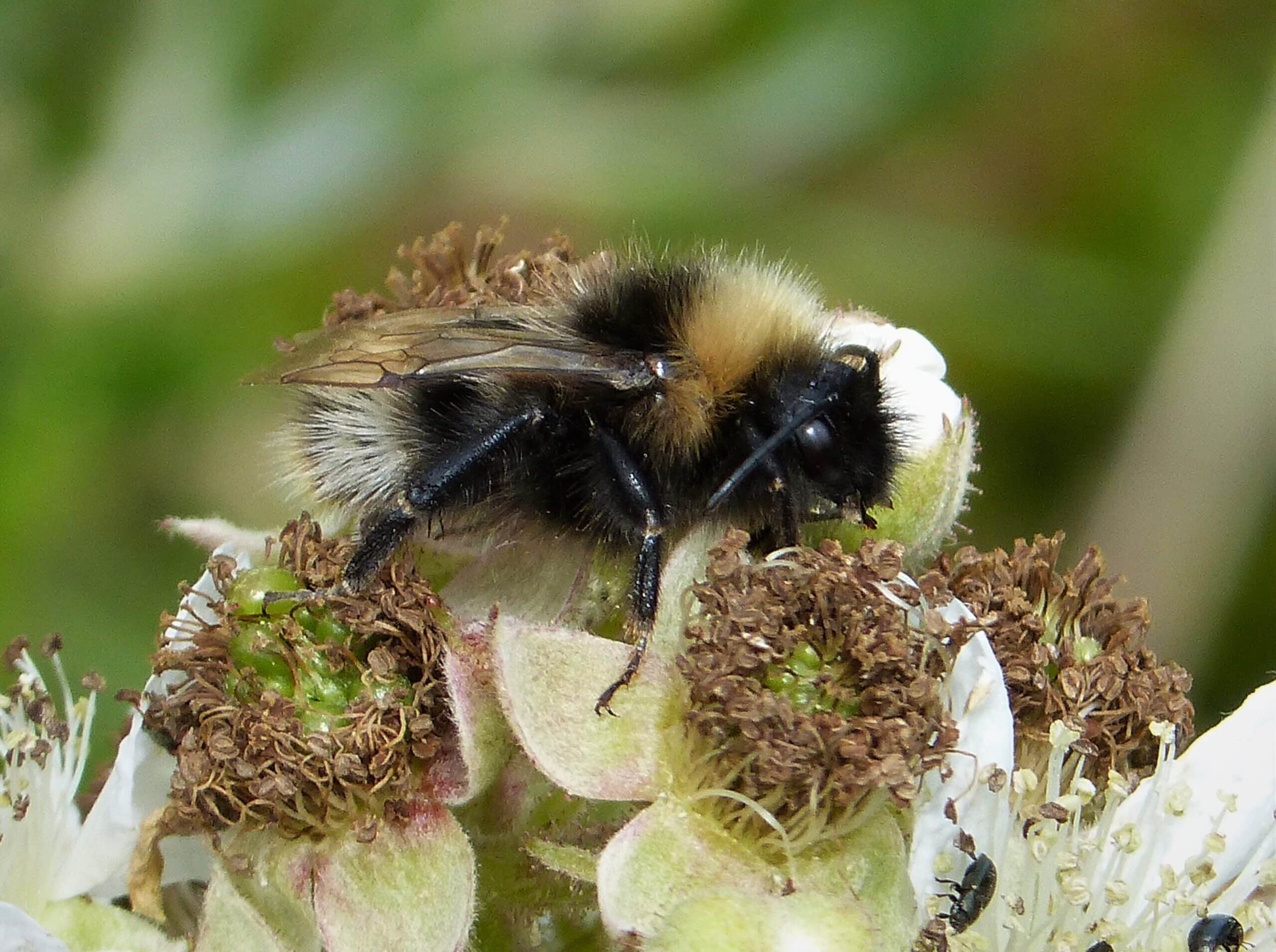 cuckoo bumblebee. bombus sylvestris (35785026840)