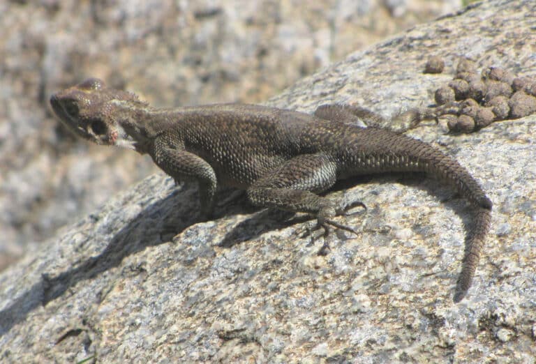 mwanza flat headed rock agama, female, serengeti mwanza flat headed rock agama, female, serengeti