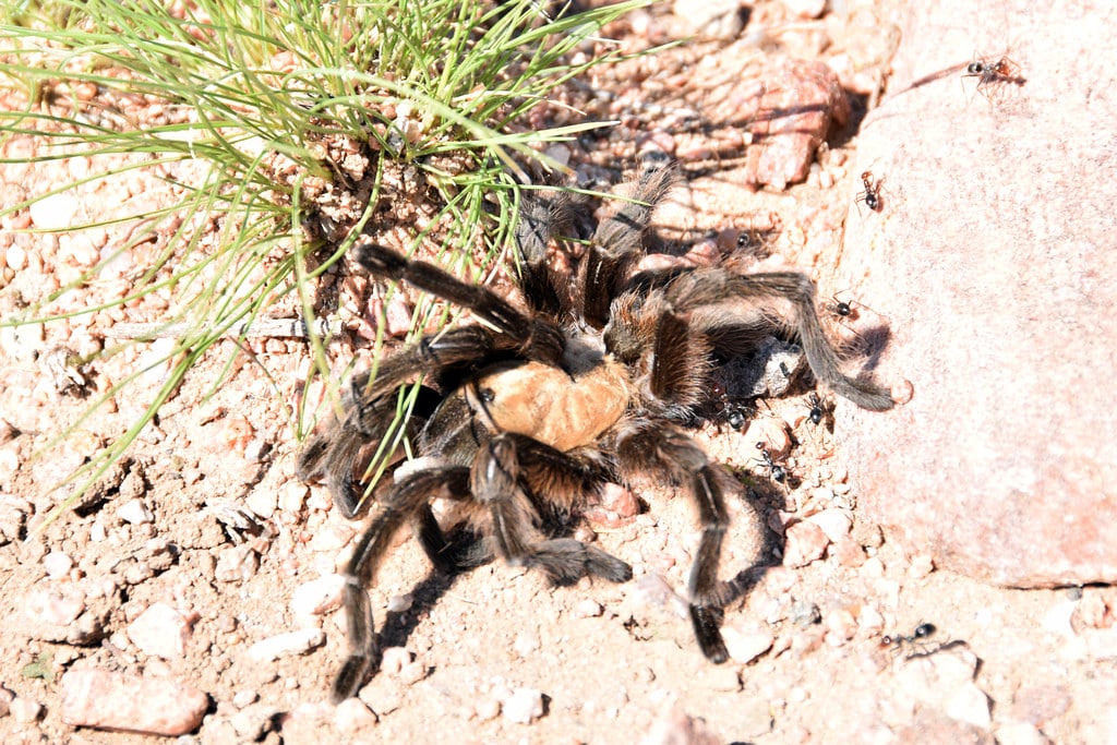 texas brown tarantula aphonopelma hentzi texas brown tarantula aphonopelma hentzi