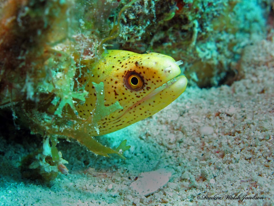 usvi 13 img 6914a sm goldentail moray eel, gymnothorax miliaris, juvenile, congo cay