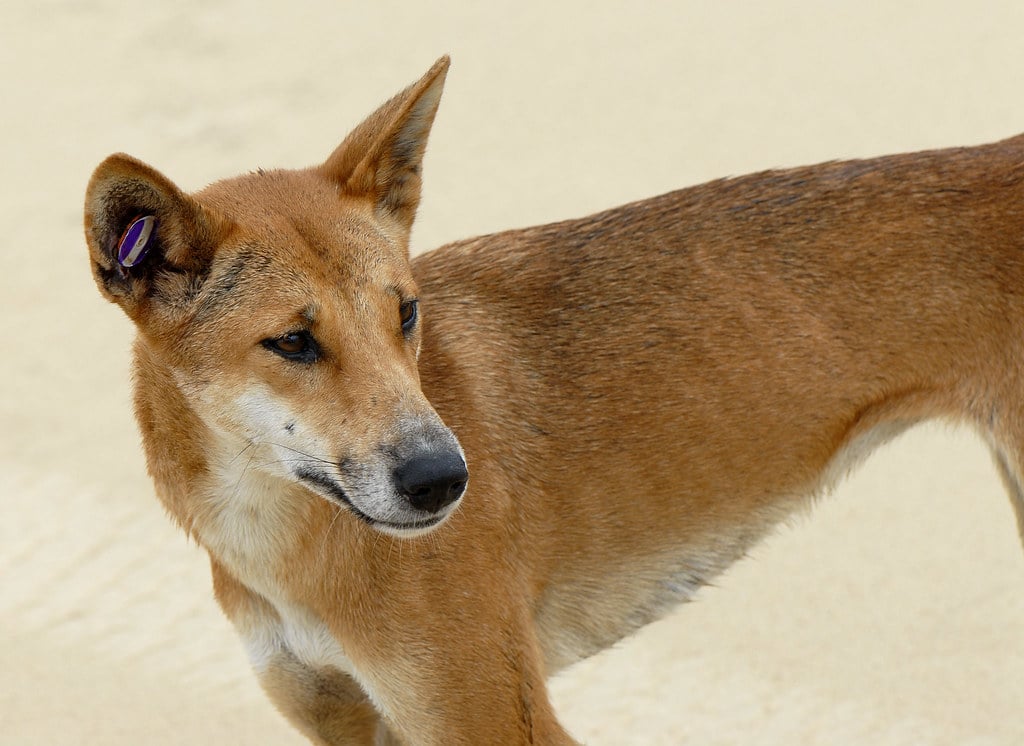 canis lupus dingo canis lupus dingo