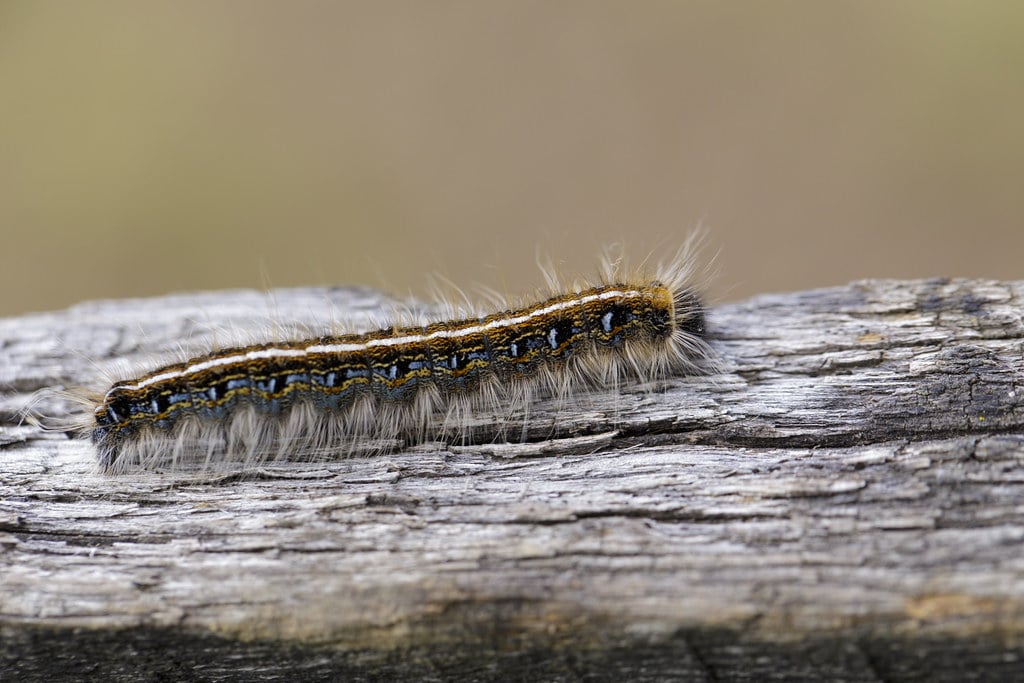 eastern tent caterpillar eastern tent caterpillar