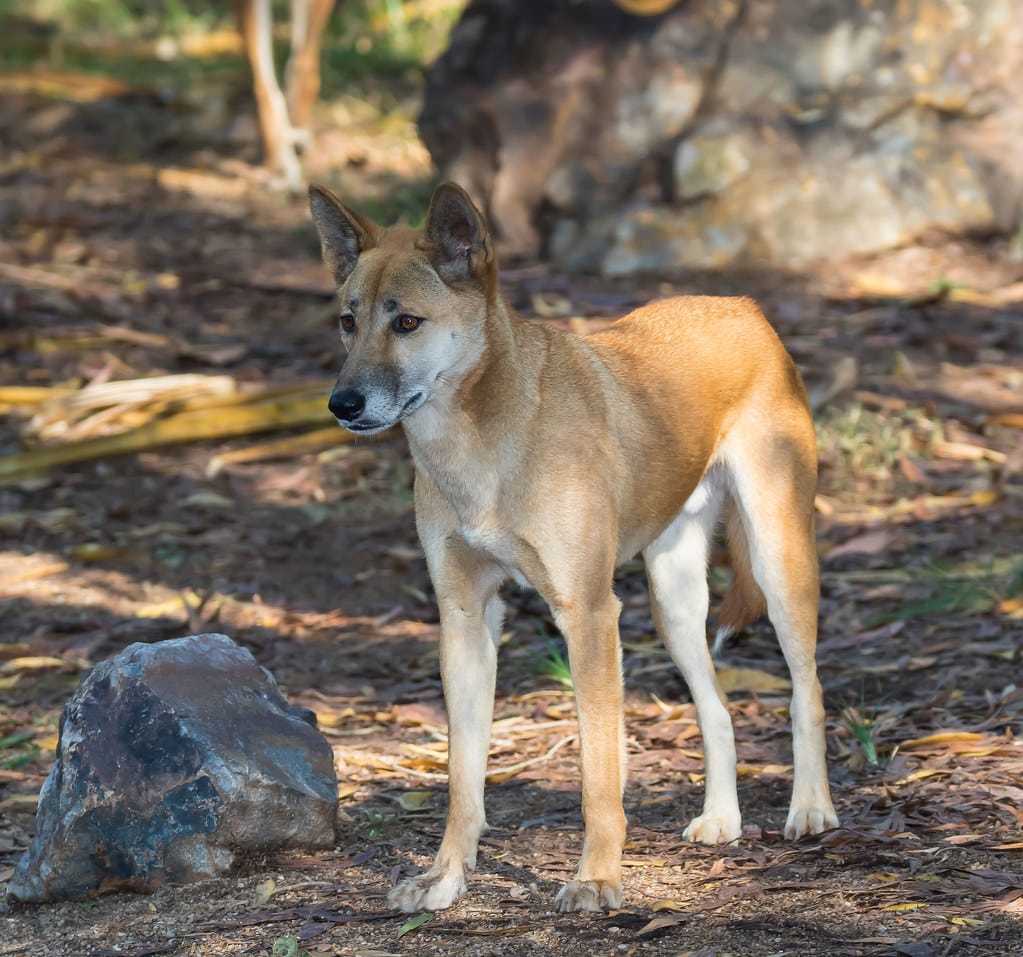 dingo (canis lupus dingo) (australian native dog).02 dingo (canis lupus dingo) (australian native dog).02