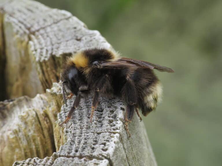 barbut’s cuckoo bee bombus barbutellus