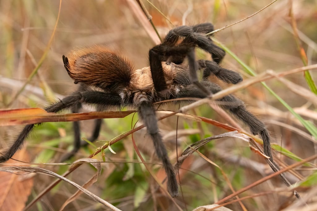texas brown tarantula (aphonopelma hentzi) texas brown tarantula (aphonopelma hentzi)