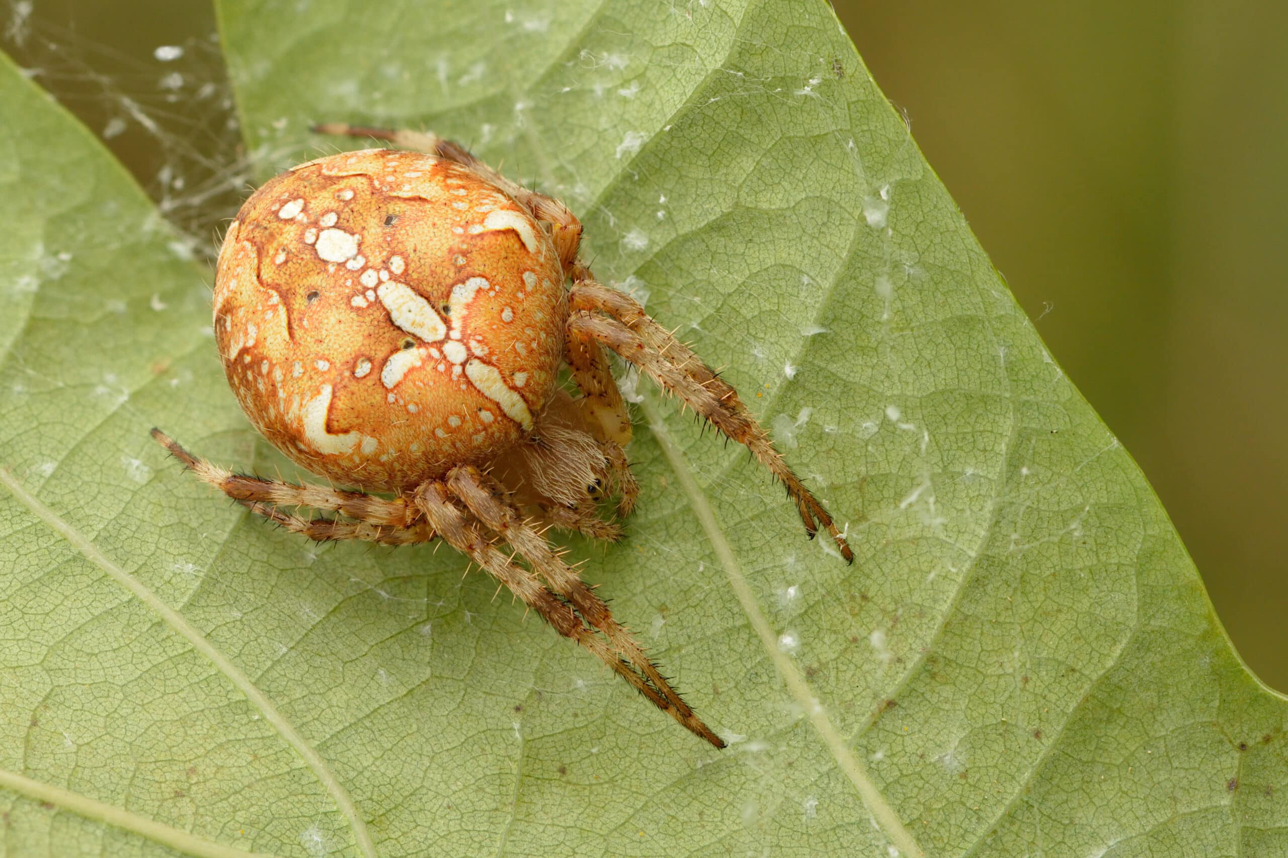 araneus diadematus keila  Garden Spider