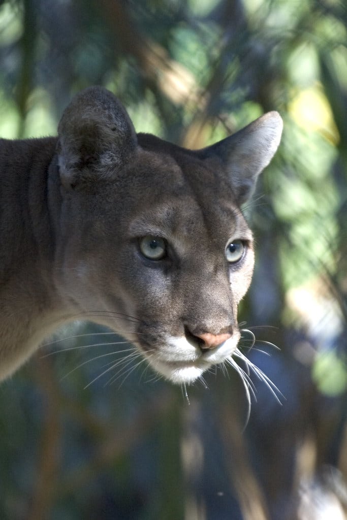 florida panther (5), npsphoto, rodney cammauf florida panther (5), npsphoto, rodney cammauf