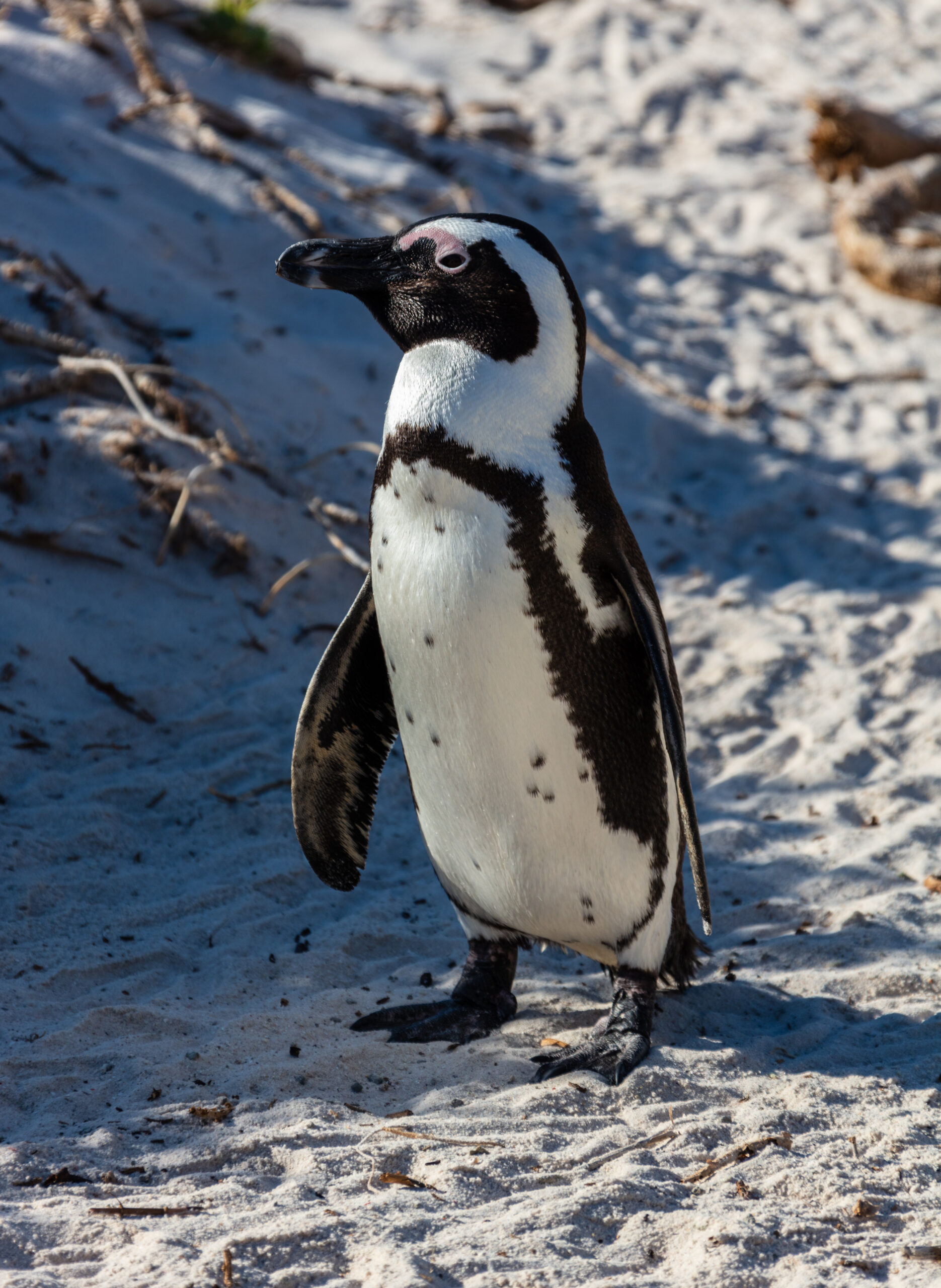 Pingüino de El Cabo (Spheniscus demersus), Playa de Boulders, Simon’s Town, Sudáfrica, 2018-07-23, DD 11