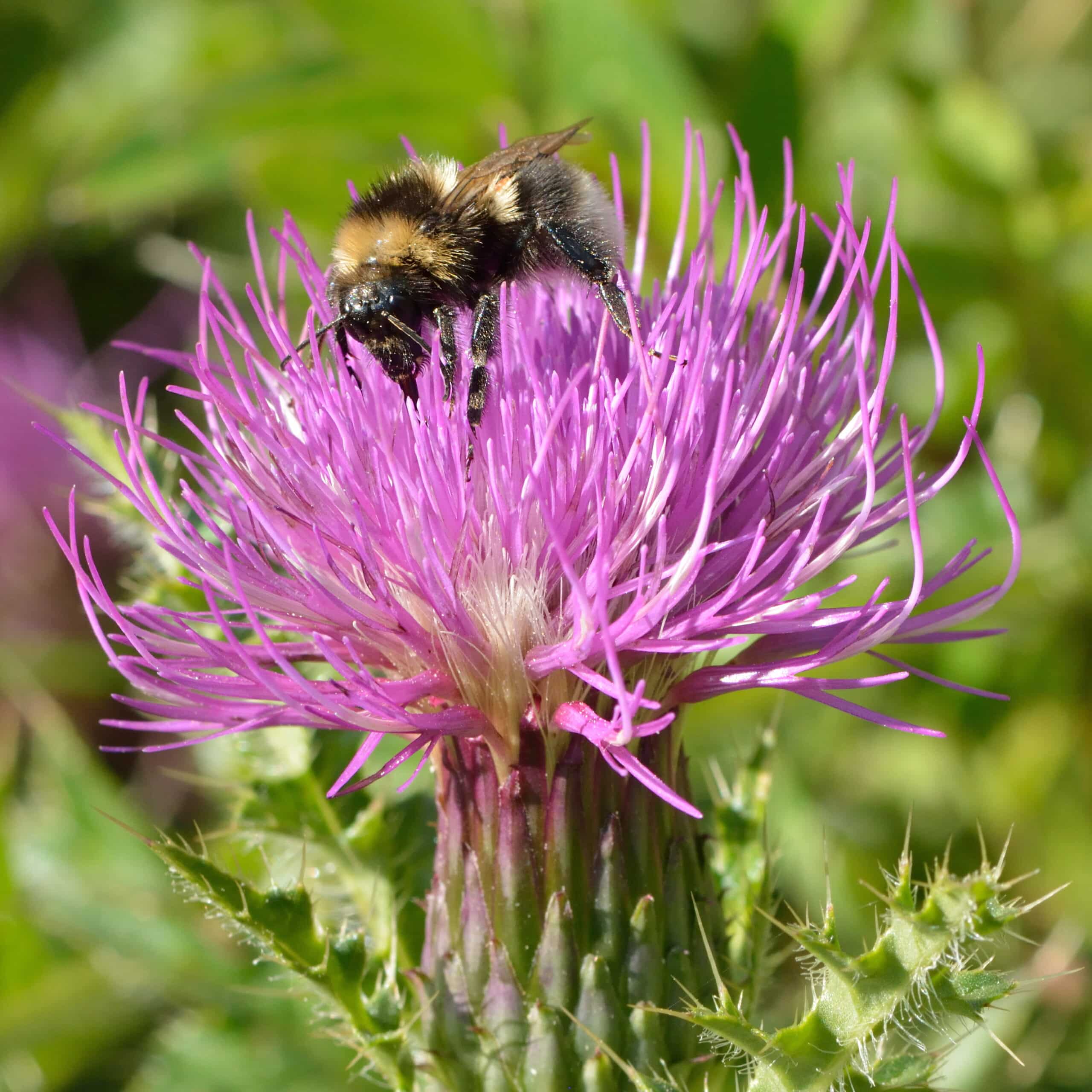 bombus barbutellus cirsium acaule keila