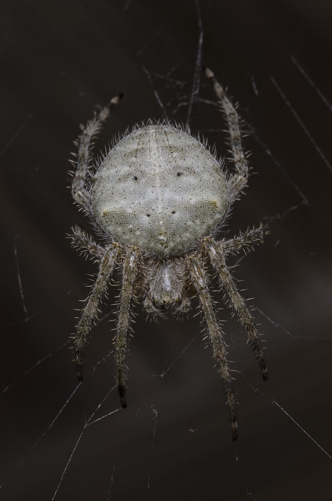 barn spider, araneus cavaticus (keyserling, 1881) barn spider, araneus cavaticus (keyserling, 1881)
