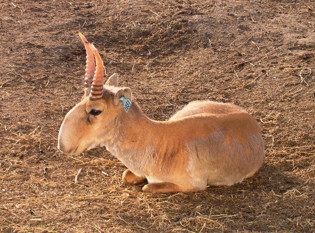 saiga tatarica saiga tatarica