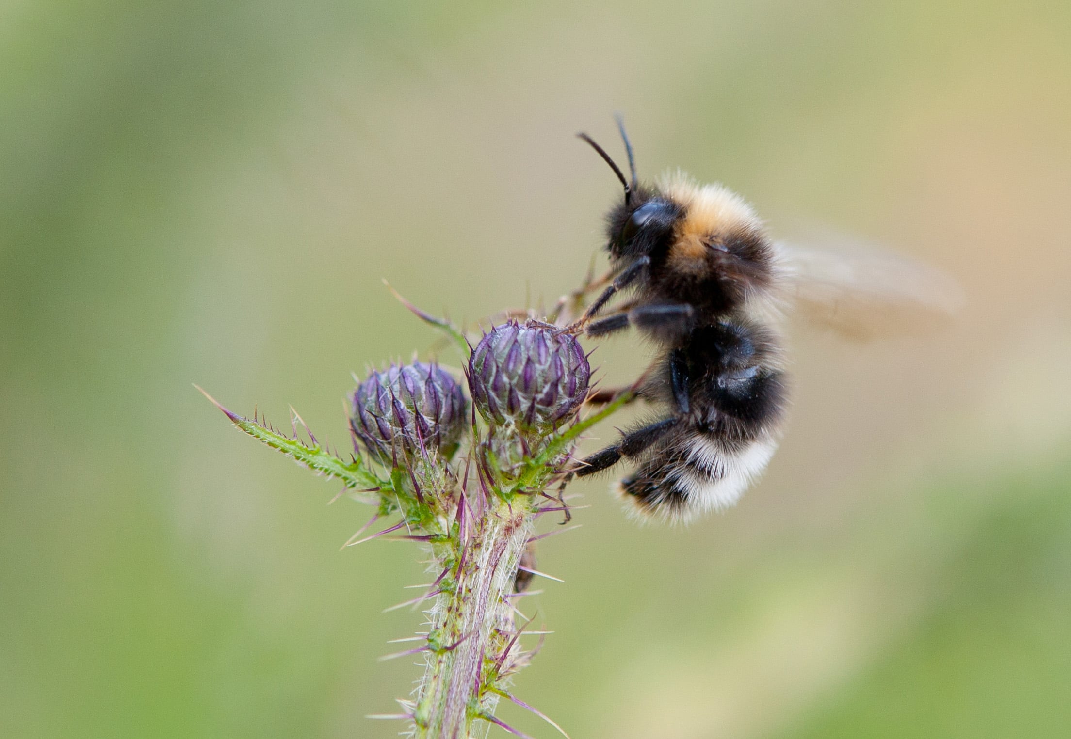 bombus sylvestris02